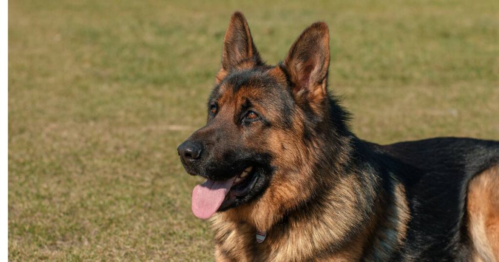 german shepherd ear forms