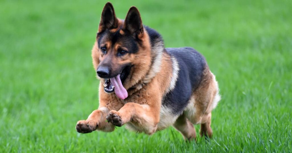 different german shepherd breeds