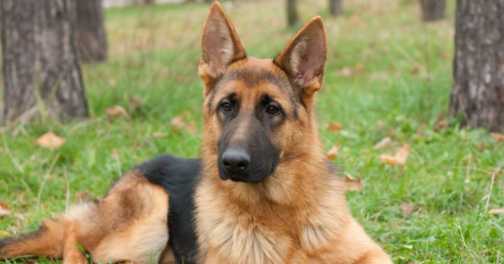 German Shepherd with curled tail