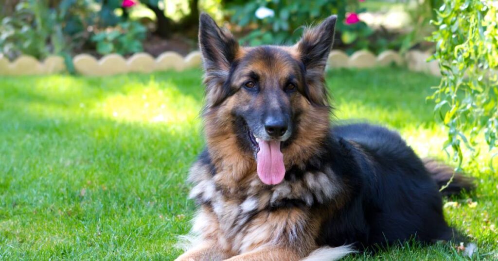 different german shepherd breeds