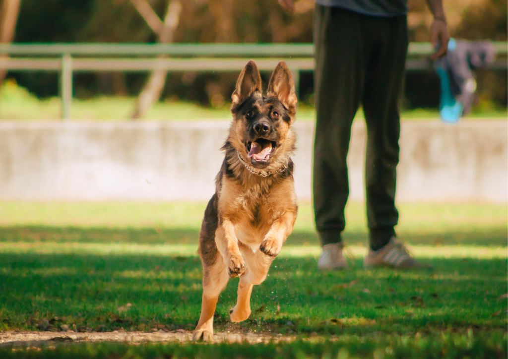 running German shepherd