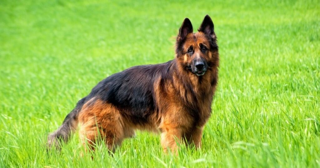 German shepherd in hot weather