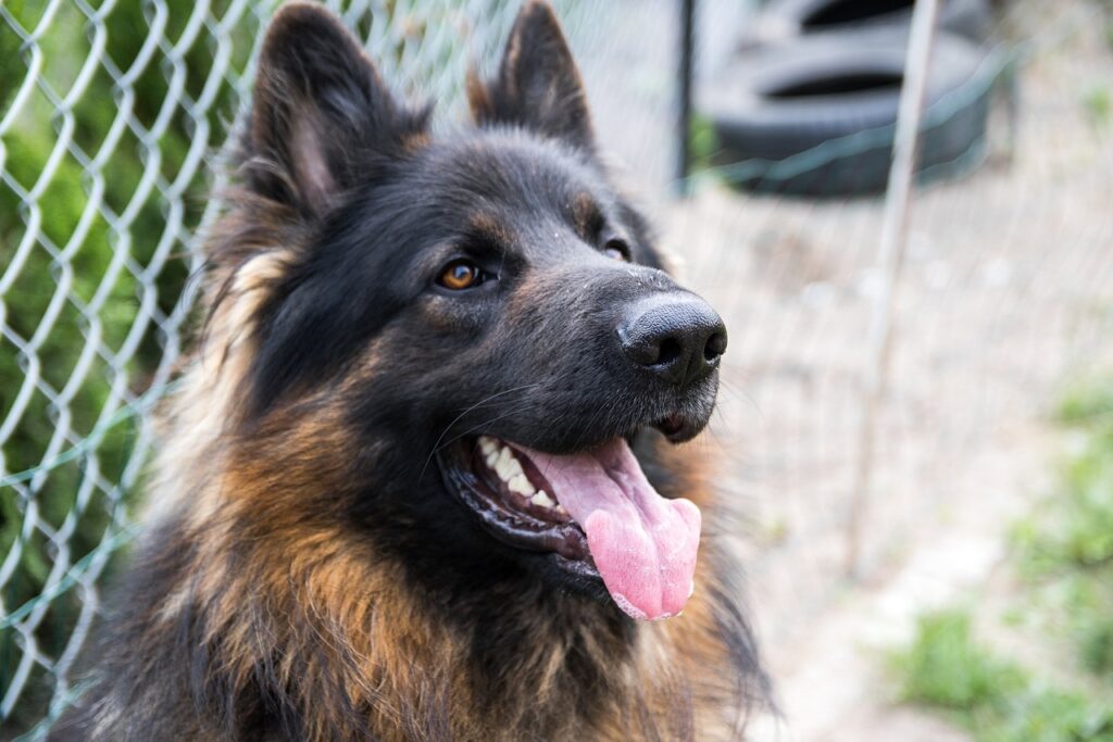 curly haired german shepherd