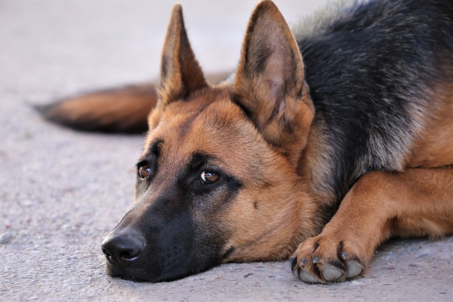 german shepherd is not eating