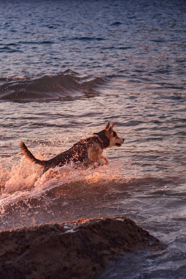 can german shepherd swim