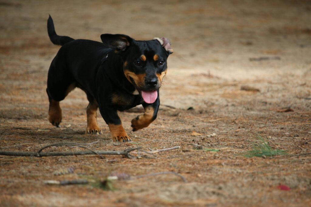 running German shepherd 