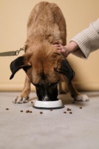 worst dog food for german shepherd