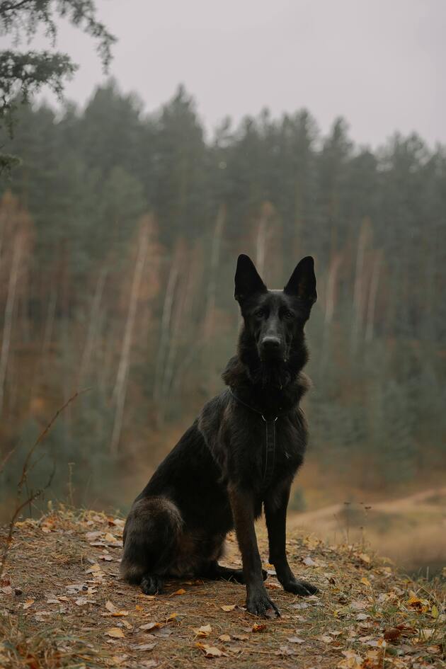 different german shepherd breeds