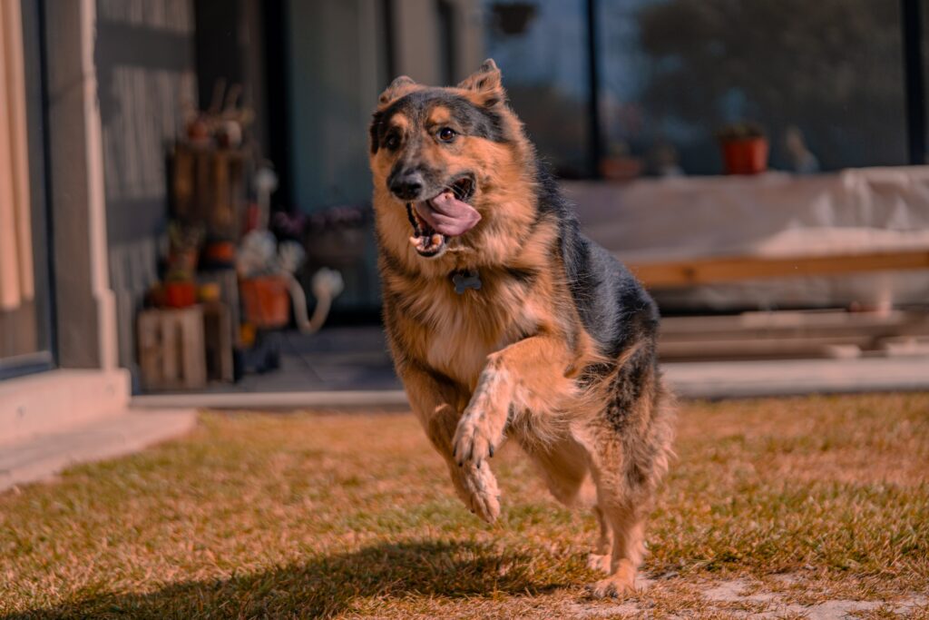 running German shepherd