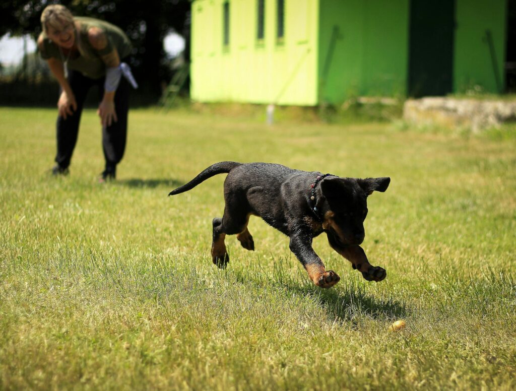 running German shepherd 