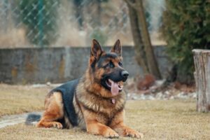 German shepherd in hot weather