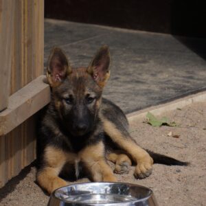 my german shepherd is not eating