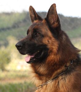 Running with German Shepherd