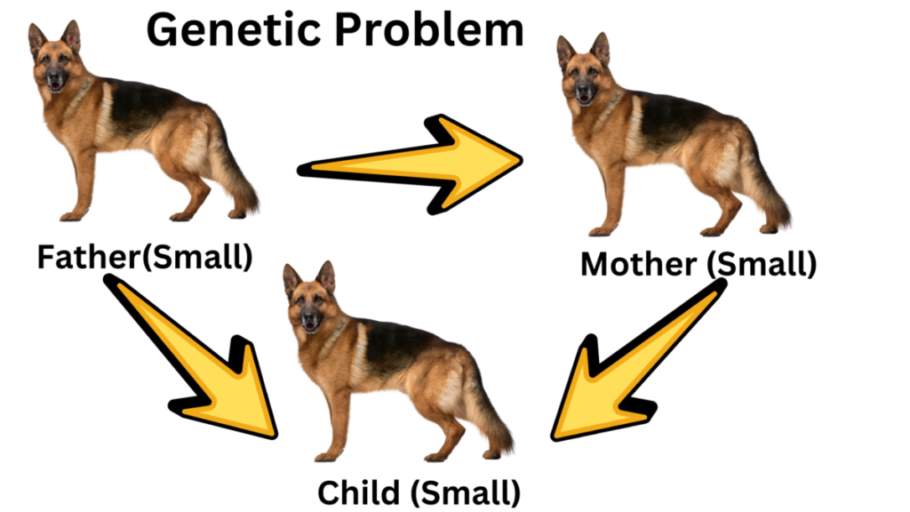 why is my German shepherd so small