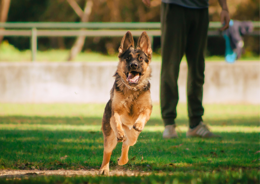 German shepherd in hot weather