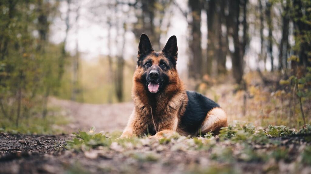 german shepherd ear forms