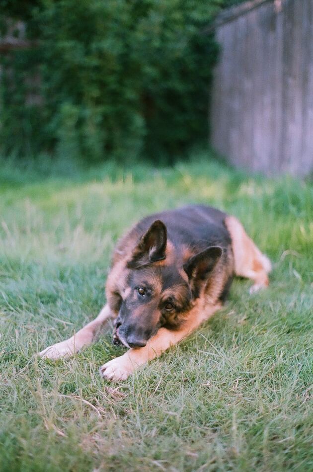 German shepherd in hot weather