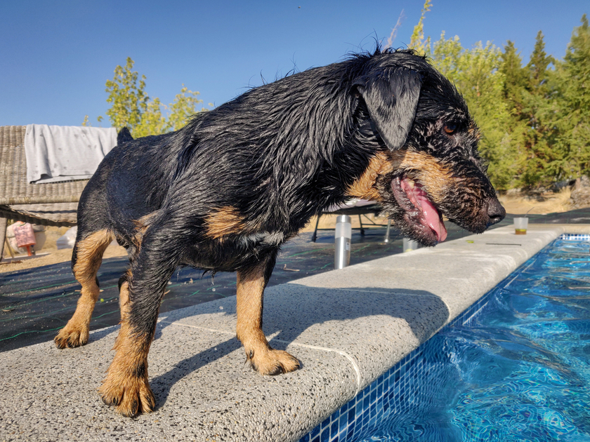 can german shepherd swim