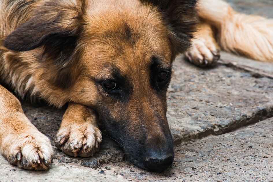 German shepherd in hot weather