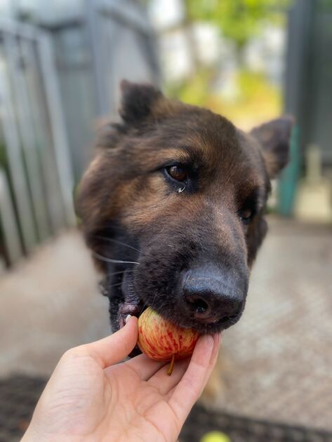 german shepherd is not eating