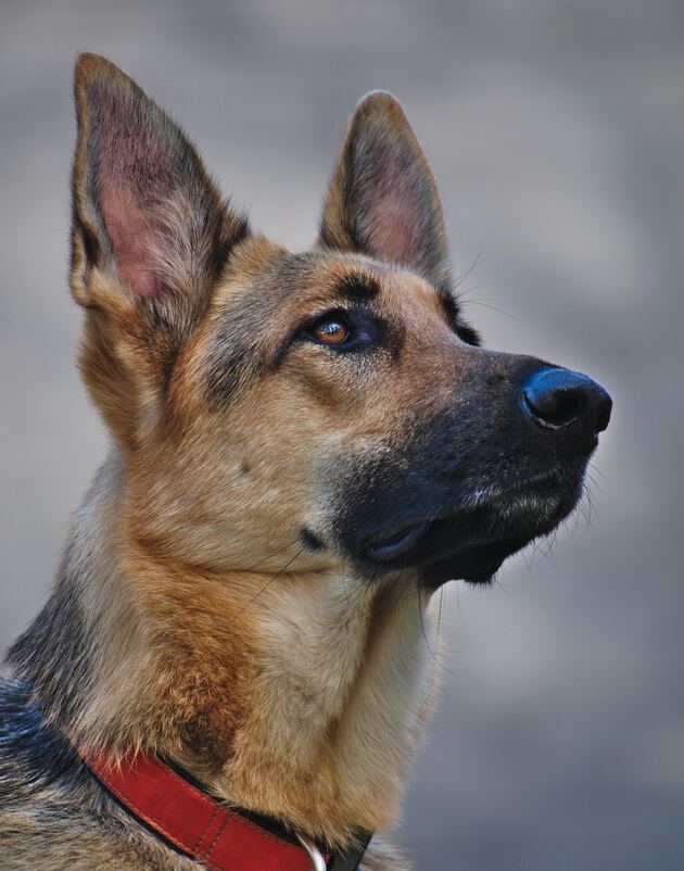 shock collar for german shepherd