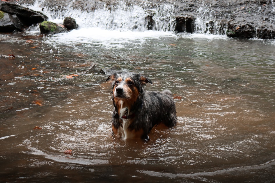 can german shepherd swim