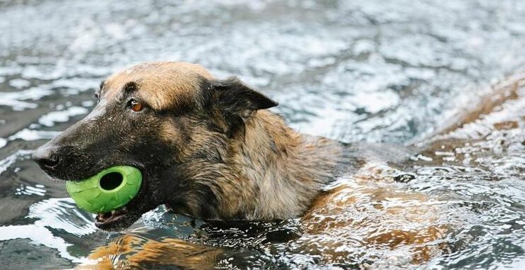 can german shepherd swim