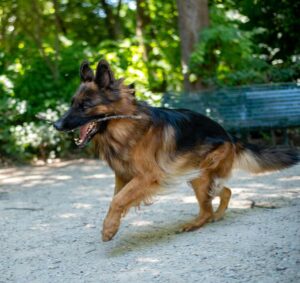 german shepherd ear forms