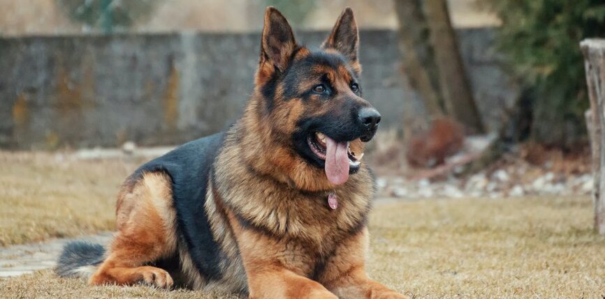 Unleashing Discipline: The Ultimate Guide to Choosing the Best Shock Collar for German Shepherds