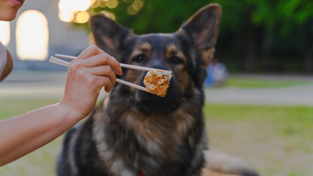 german shepherd is not eating