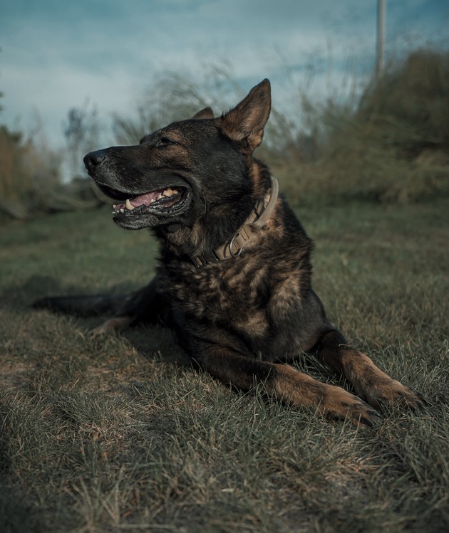 different german shepherd breeds