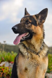 shock collar for german shepherd