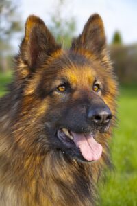 curly haired german shepherd